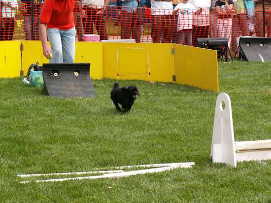 Toy poodle playing fly-ball