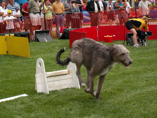 wolfhound playing flyball