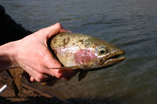 Rainbow trout