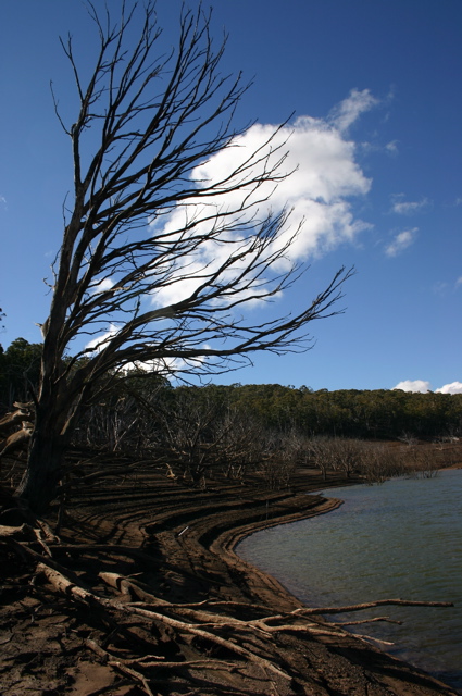 Dead tree